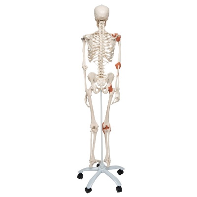 3B Scientific 'Leo' Life Size Human Skeleton Model with Ligaments and Display Stand